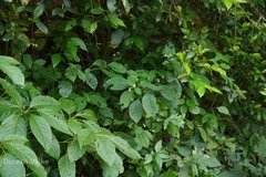 Asystasia dalzelliana